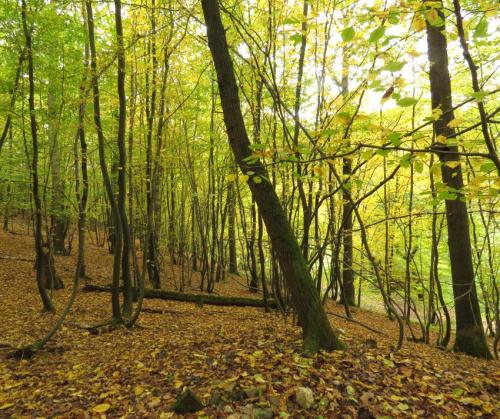 HerbstfarbenMosel24102024-003