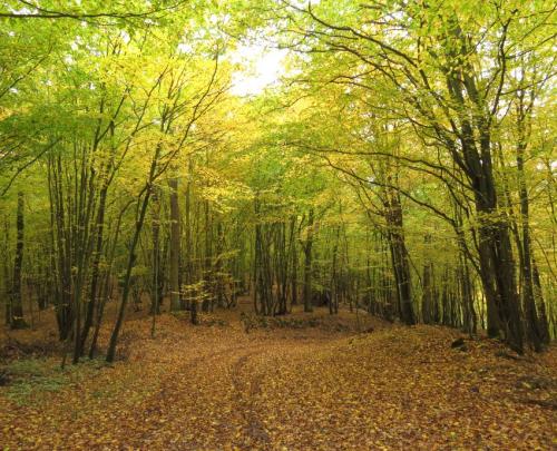 HerbstfarbenMosel24102024-005