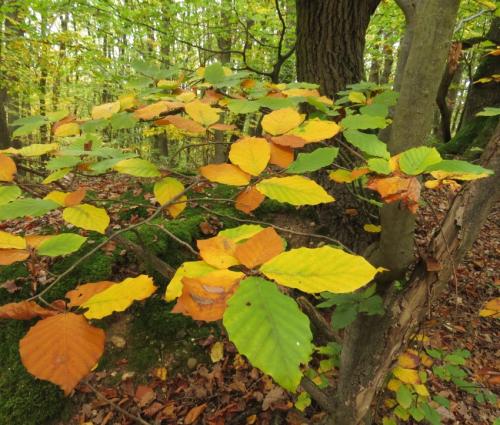 HerbstfarbenMosel24102024-006