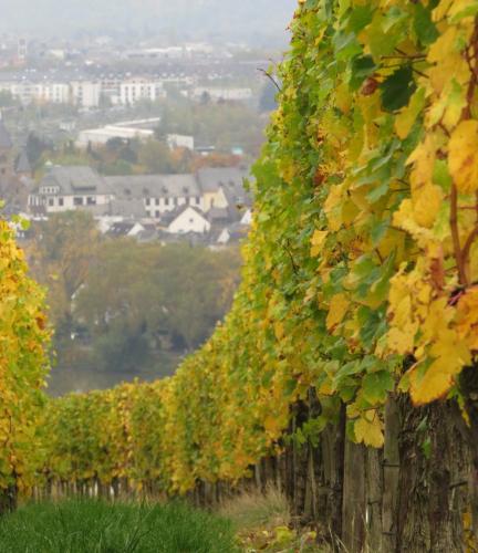 HerbstfarbenMosel24102024-011