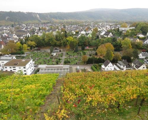 HerbstfarbenMosel24102024-014