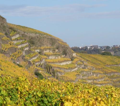 HerbstfarbenMosel25102024-004