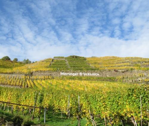 HerbstfarbenMosel25102024-007