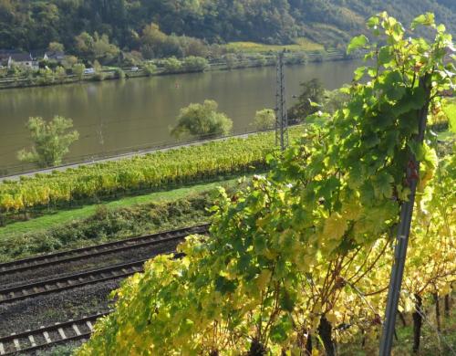 HerbstfarbenMosel25102024-008