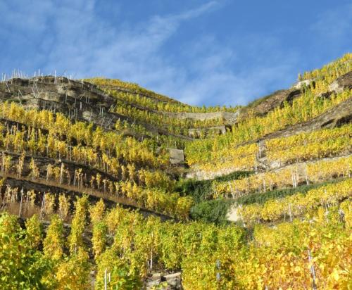 HerbstfarbenMosel25102024-010