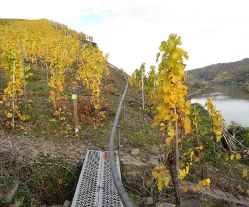 HerbstfarbenMosel25102024-016