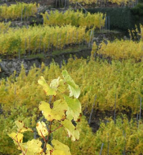 HerbstfarbenMosel25102024-018