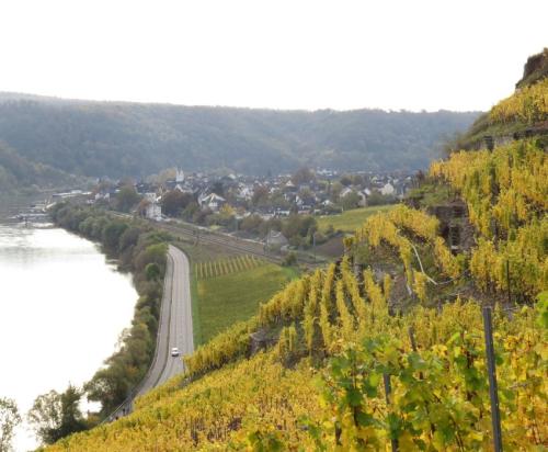 HerbstfarbenMosel25102024-019