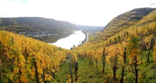 HerbstfarbenMosel25102024-021a