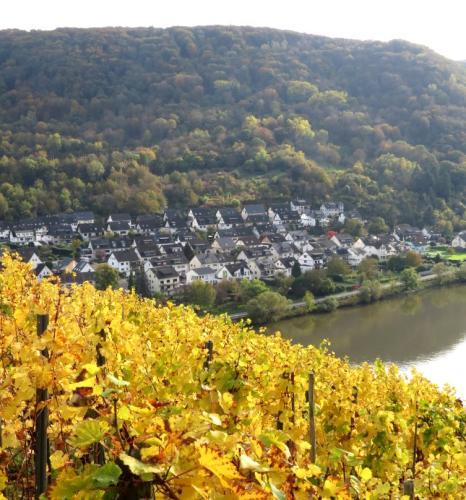 HerbstfarbenMosel25102024-022