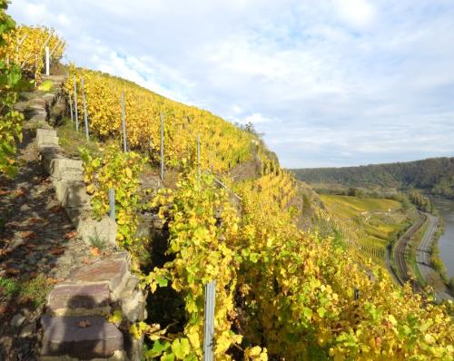 HerbstfarbenMosel25102024-025