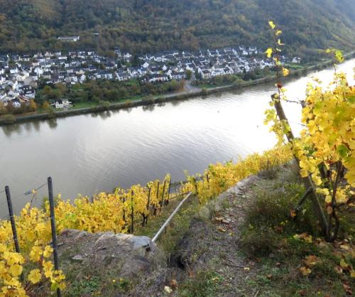 HerbstfarbenMosel25102024-026