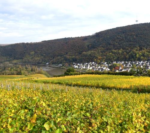 HerbstfarbenMosel25102024-031
