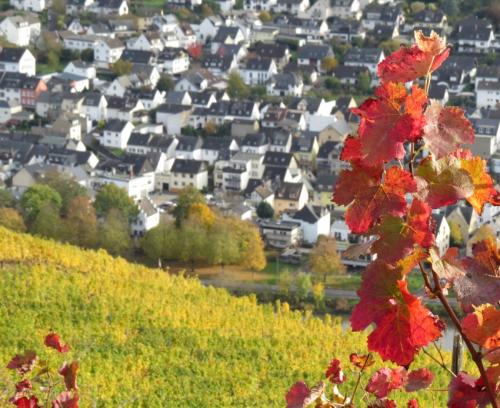 HerbstfarbenMosel25102024-033