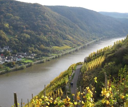 HerbstfarbenMosel25102024-034