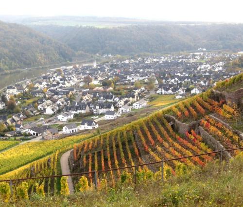 HerbstfarbenMosel25102024-038