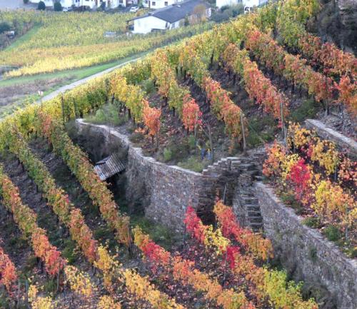 HerbstfarbenMosel25102024-039