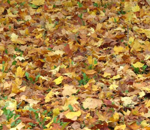 HerbstfarbenMosel26102024-002