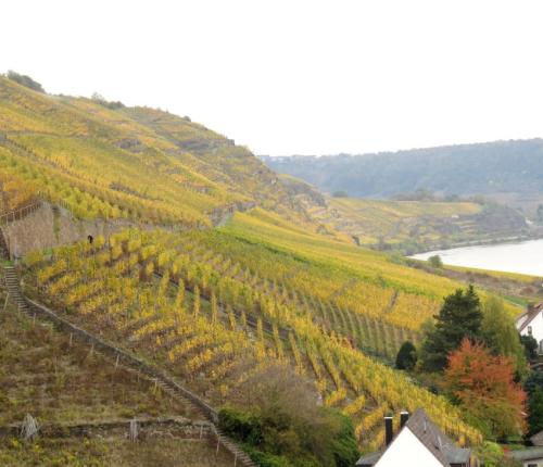 HerbstfarbenMosel26102024-004