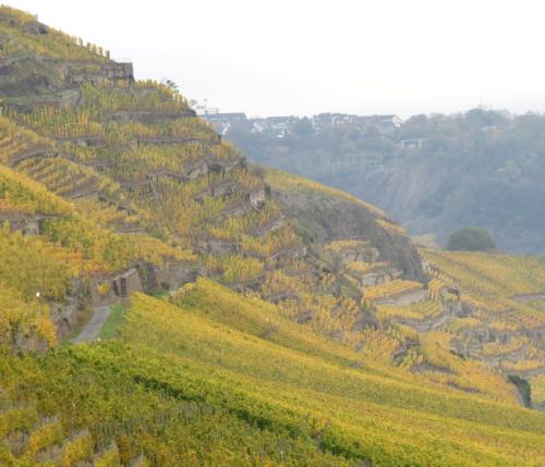 HerbstfarbenMosel26102024-005