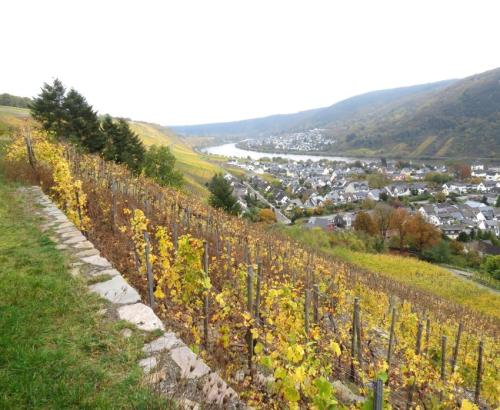 HerbstfarbenMosel26102024-007