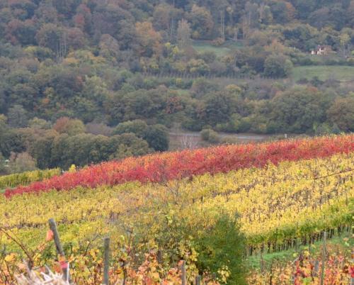 HerbstfarbenMosel26102024-011