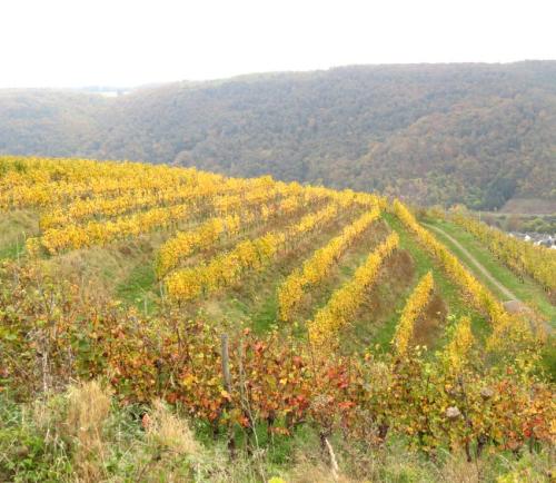 HerbstfarbenMosel26102024-012