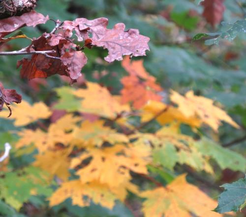 HerbstfarbenMosel27102024-002