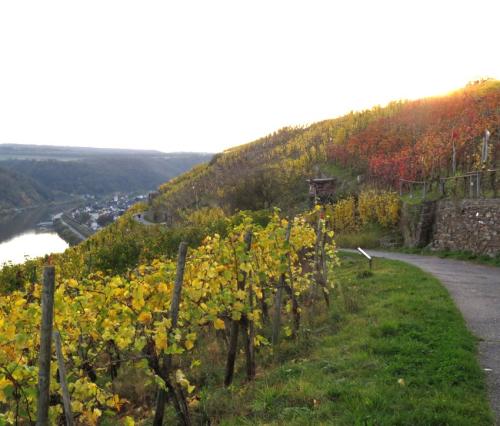 HerbstfarbenMosel28102024-005