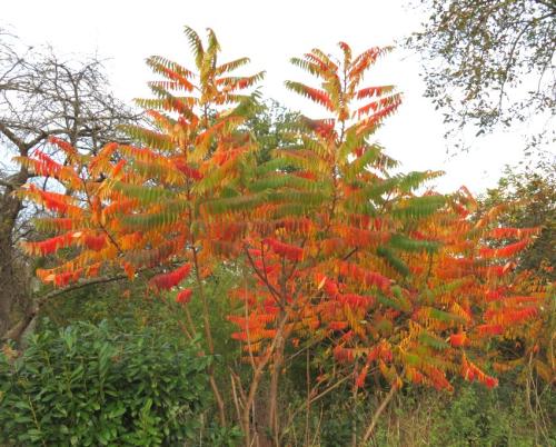 HerbstfarbenMosel28102024-006