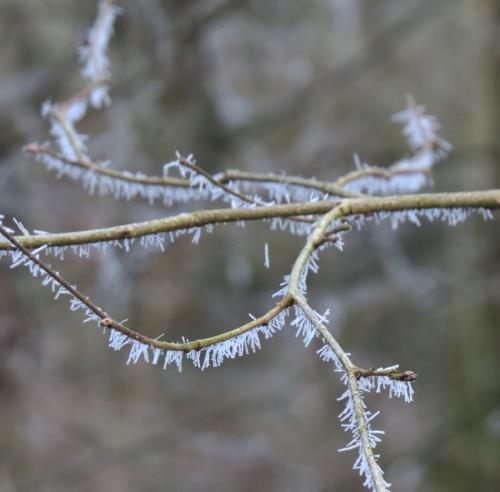 Winter202425Mosel 25 02022025-06