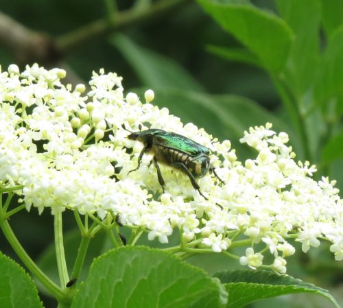 10062025KlottenundDortebachtal22b