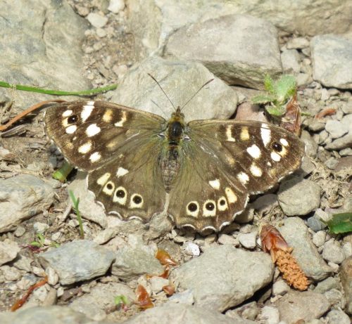 10062025KlottenundDortebachtal28a