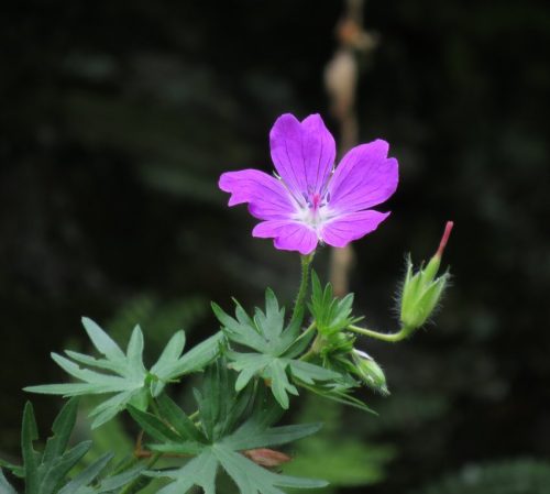 10062025KlottenundDortebachtal29
