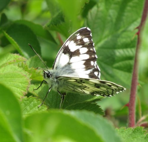 10062025KlottenundDortebachtal29a