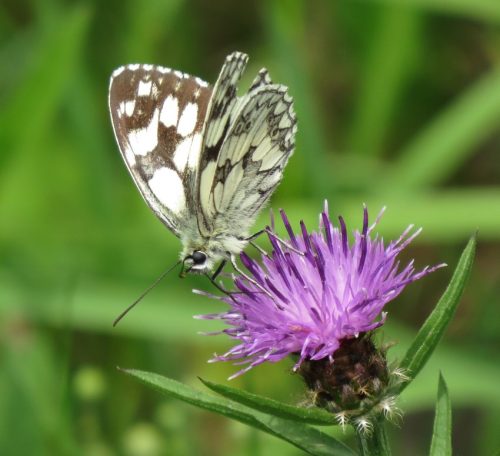 10062025KlottenundDortebachtal30b
