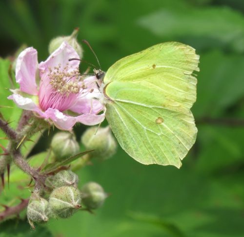 10062025KlottenundDortebachtal31a