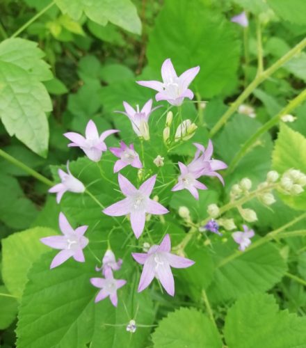 10062025KlottenundDortebachtal48a
