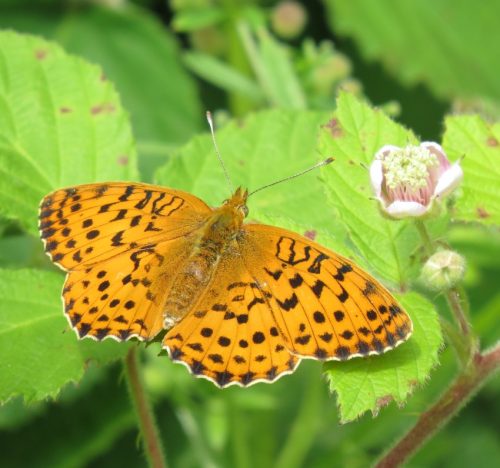 10062025KlottenundDortebachtal50a