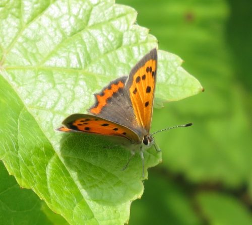 10062025KlottenundDortebachtal58a