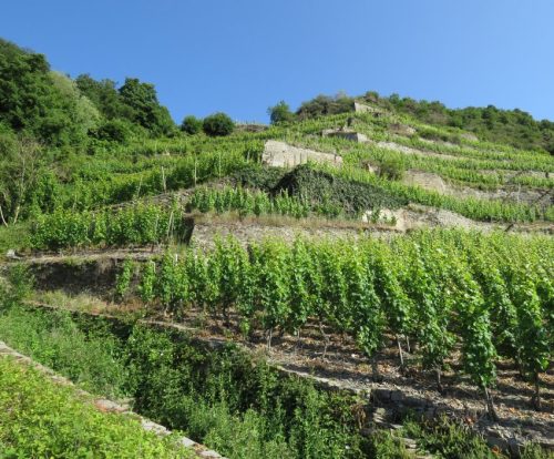 20062025KobernWinningen-Weinberge25