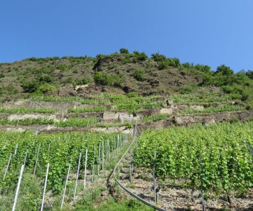 20062025KobernWinningen-Weinberge35