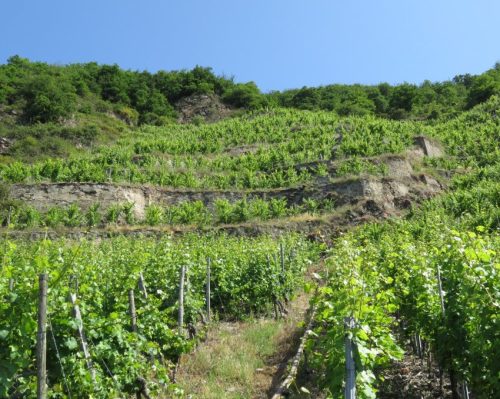 20062025KobernWinningen-Weinberge52