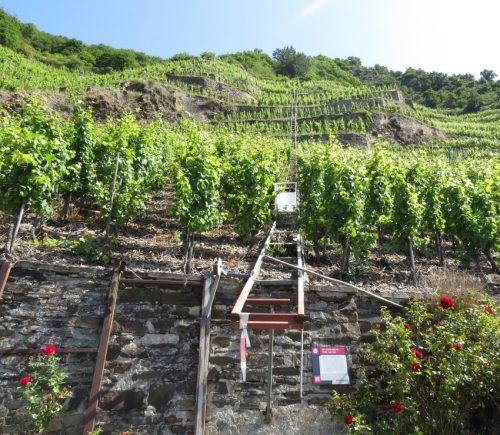 20062025KobernWinningen-Weinberge53
