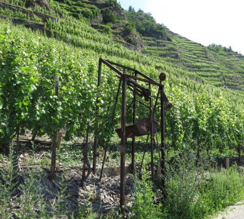 20062025KobernWinningen-Weinberge54
