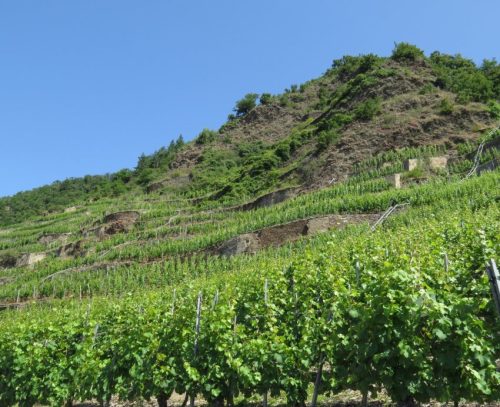 20062025KobernWinningen-Weinberge57