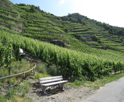 20062025KobernWinningen-Weinberge59