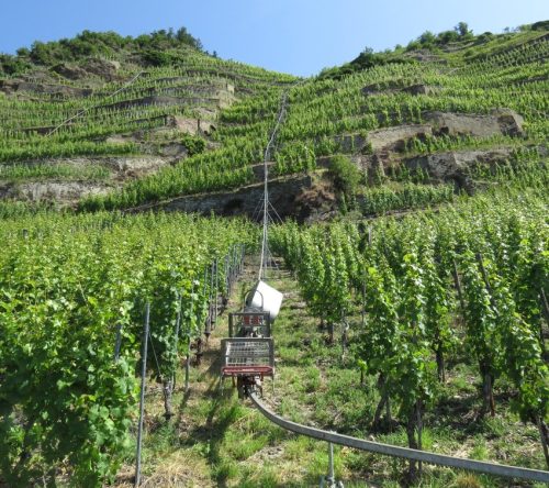 20062025KobernWinningen-Weinberge60