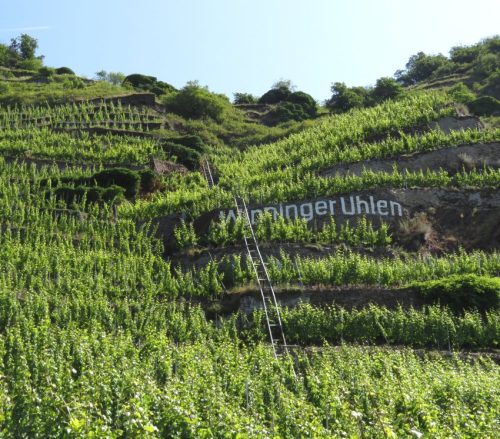 20062025KobernWinningen-Weinberge61