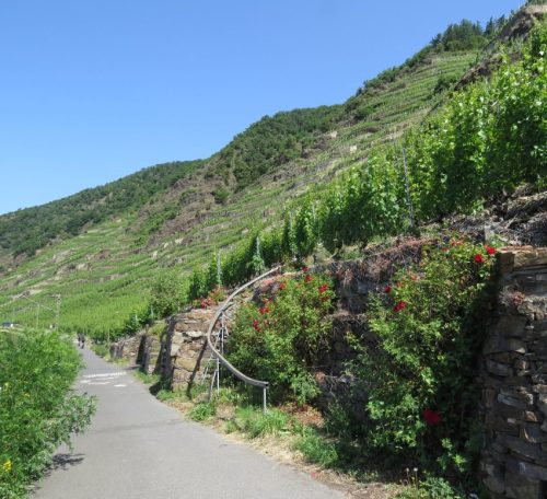 20062025KobernWinningen-Weinberge65